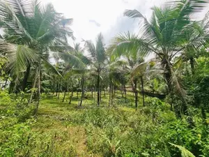 කිරිඳිවැල ප්‍රදේශයෙන් වටිනා පොල් ඉඩමක් විකිණීමට ඇත