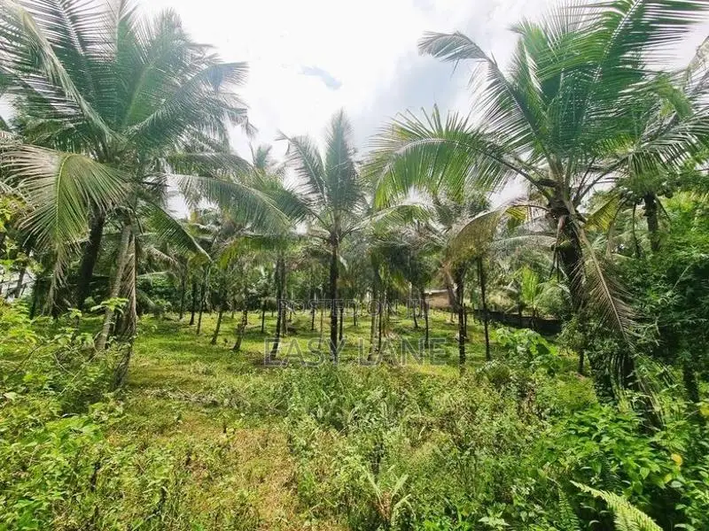 කිරිඳිවැල ප්‍රදේශයෙන් වටිනා පොල් ඉඩමක් විකිණීමට ඇත