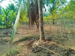 Kiridiwela | 28 Perches of Valuable Land for Sale