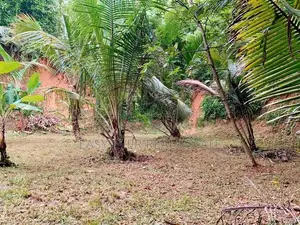 කටානෙන් වටිනා ඉඩමක් විකිණීමට ඇත.