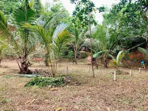කටානෙන් වටිනා ඉඩමක් විකිණීමට ඇත.