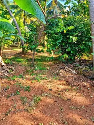 46 Perches Land For Sale in Gonawala - Kelaniya. (SSPL-513)