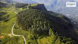 Holiday Bungalow Forest Land for Sale Nuwara Eliya Road