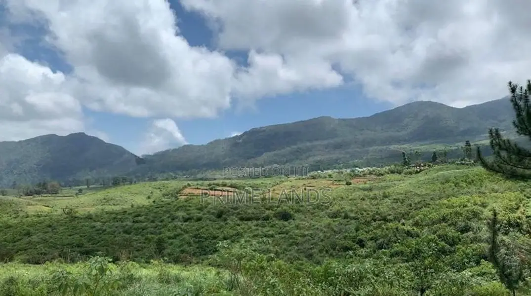 Holiday Bungalow Forest Land for Sale Nuwara Eliya Road
