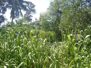 Ja ela Land For Rent Batagama