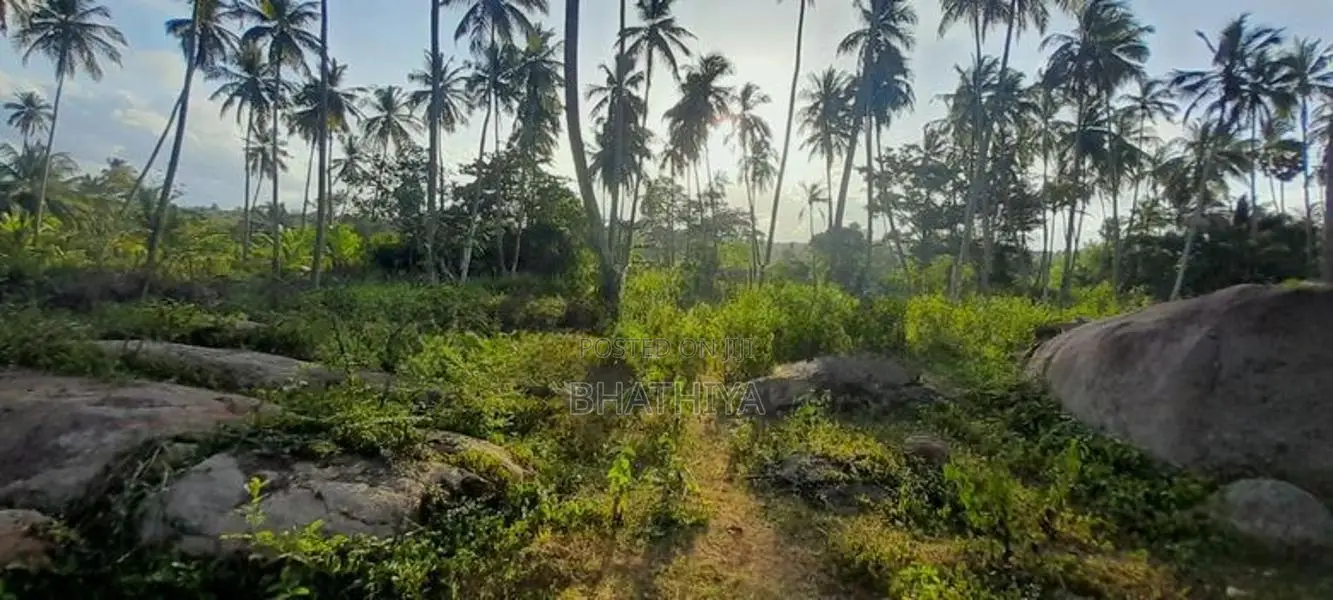 Horombawa - Land With Coconut Trees For Sale (Molligoda-Horombawa Road