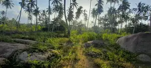 Horombawa - Land With Coconut Trees For Sale (Molligoda-Horombawa Road