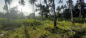 Horombawa - Land With Coconut Trees For Sale (Molligoda-Horombawa Road