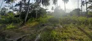 Horombawa - Land With Coconut Trees For Sale (Molligoda-Horombawa Road