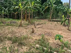 Land for Sale in Pannala Town