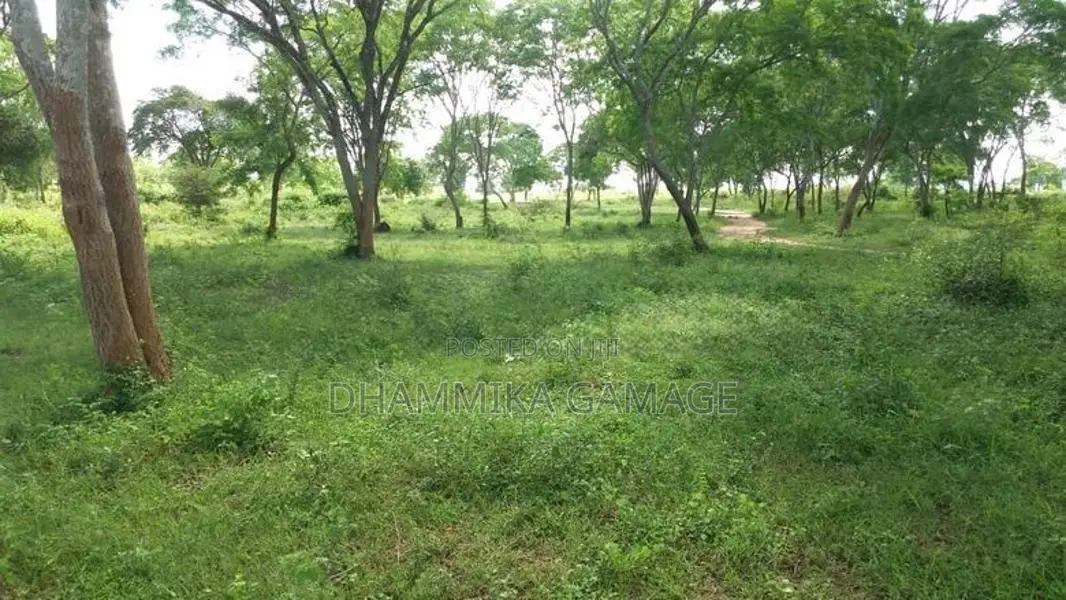 වගාව සමග ඉඩම විකිනිමට Hambanthota