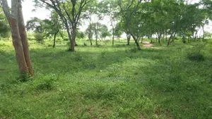 වගාව සමග ඉඩම විකිනිමට Hambanthota