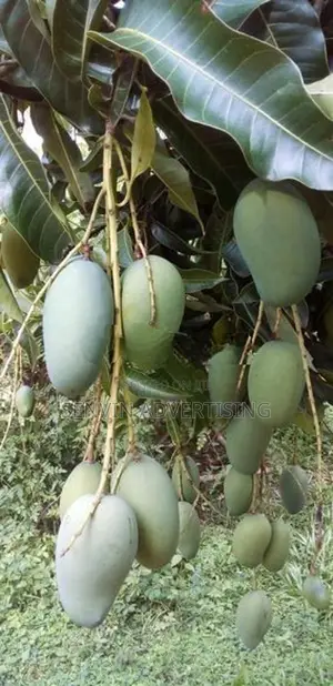 අක්කර 6.5 ක සුපිරි ඉඩමක් - පොල්පිතිගම