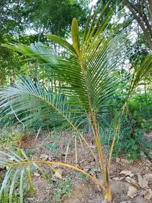 Land for Sale Kalmunai