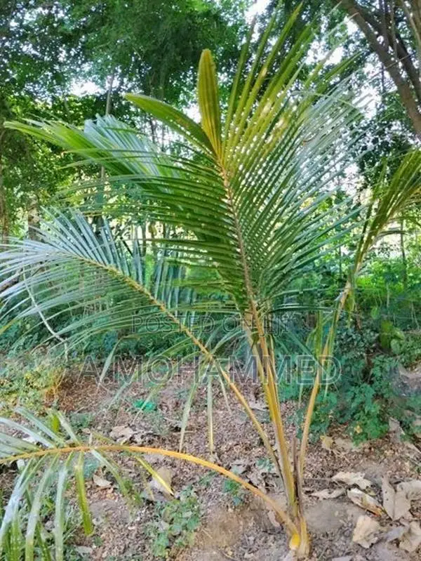Land for Sale Kalmunai