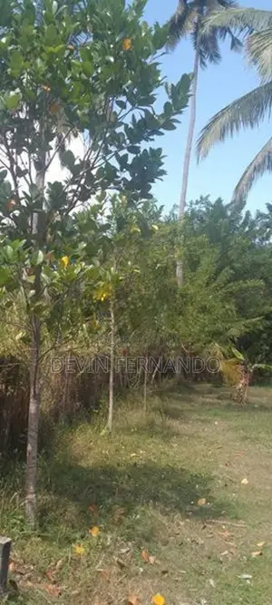 Prime 15/20/25 Perch Land For Sale – Negombo