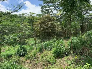Land for Sale Pussellawa