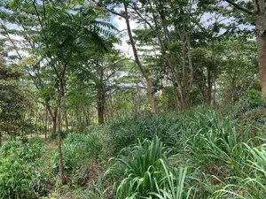 Land for Sale Pussellawa