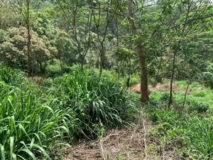 Land for Sale Pussellawa
