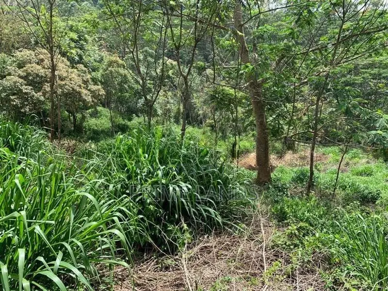 Land for Sale Pussellawa