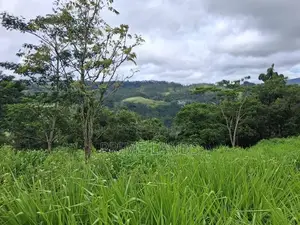 Land for Sale Pussellawa