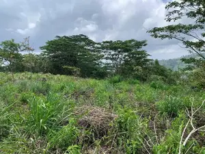 Land for Sale Pussellawa