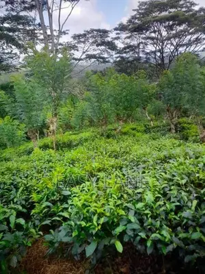 මතුගම , බුලත්සිංහල ප්‍රදේශයෙන් ආදායම් ලබන තේ ඉඩමක් විකිණීමට