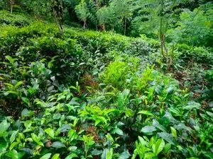 මතුගම , බුලත්සිංහල ප්‍රදේශයෙන් ආදායම් ලබන තේ ඉඩමක් විකිණීමට