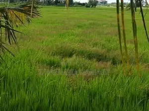 කුඔුරු ඉඩම විකිනිමට කටුවැව