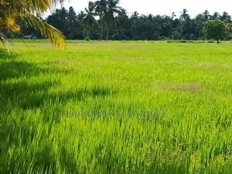 කුඔුරු ඉඩම විකිනිමට කටුවැව