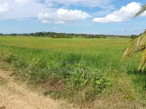 කුඔුරු ඉඩම විකිනිමට කටුවැව