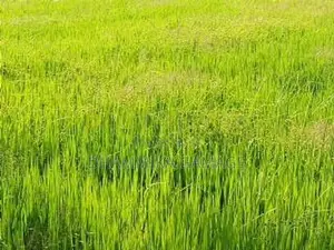 කුඔුරු ඉඩම විකිනිමට කටුවැව
