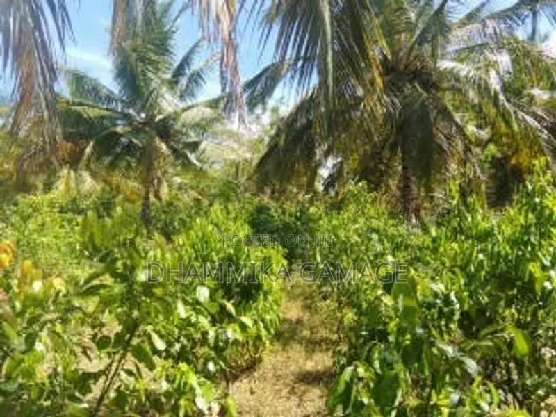 කුරුදු සහ පොල් වගා ඉඩම විකිනිමට -හම්බන්තොට