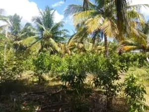 කුරුදු සහ පොල් වගා ඉඩම විකිනිමට -හම්බන්තොට