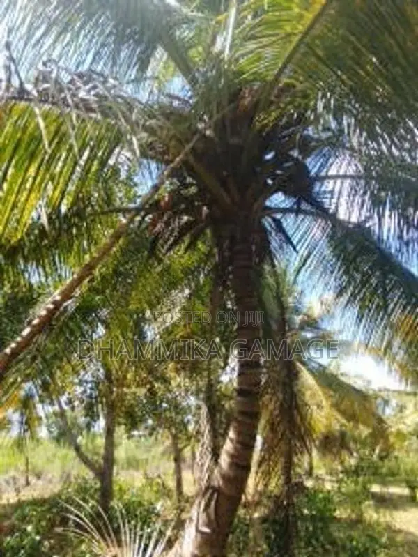 කුරුදු සහ පොල් වගා ඉඩම විකිනිමට -හම්බන්තොට