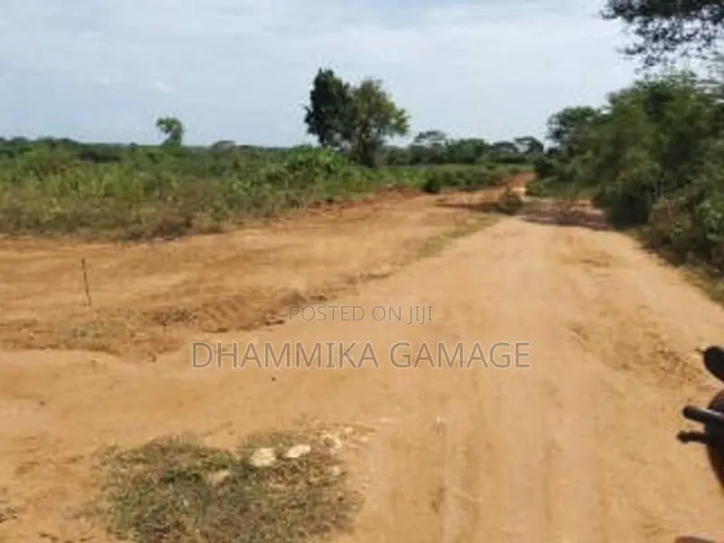 කුරුදු සහ පොල් වගා ඉඩම විකිනිමට -හම්බන්තොට