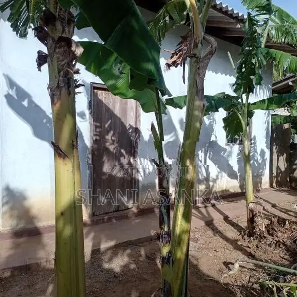 House for Sale in Tissamaharama