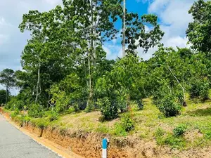අම්බලන්ගොඩින් බිම් කොටස් විකිණීමට