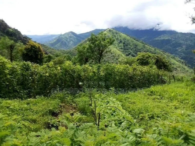 Premium Land for Sale in Digana, Kandy | 280–285 Perches