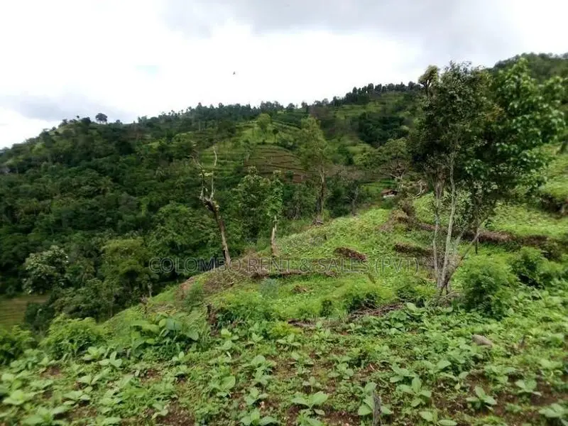 Premium Land for Sale in Digana, Kandy | 280–285 Perches