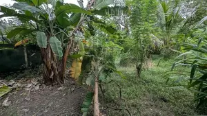 ගම්පහ – ඉඳිගොල්ලෙන් වටිනා බිම් කොටසක් විකිණීමට