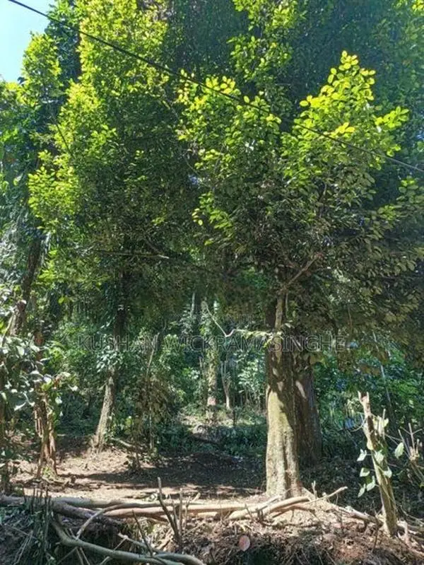 Land for Sale in Wattegama