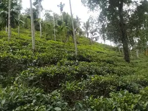13-Acre Well-Maintained Tea Estate for Sale – Deraniyagala