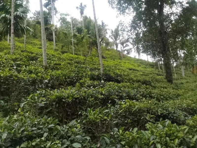 13-Acre Well-Maintained Tea Estate for Sale – Deraniyagala
