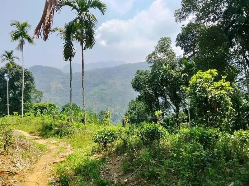 13-Acre Well-Maintained Tea Estate for Sale – Deraniyagala