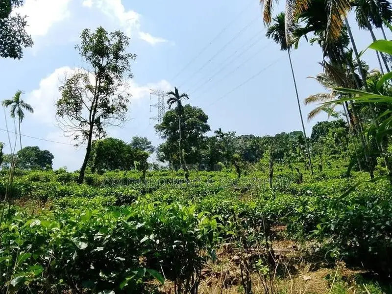 13-Acre Well-Maintained Tea Estate for Sale – Deraniyagala