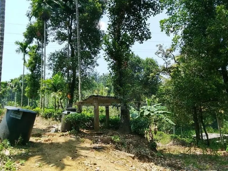 13-Acre Well-Maintained Tea Estate for Sale – Deraniyagala