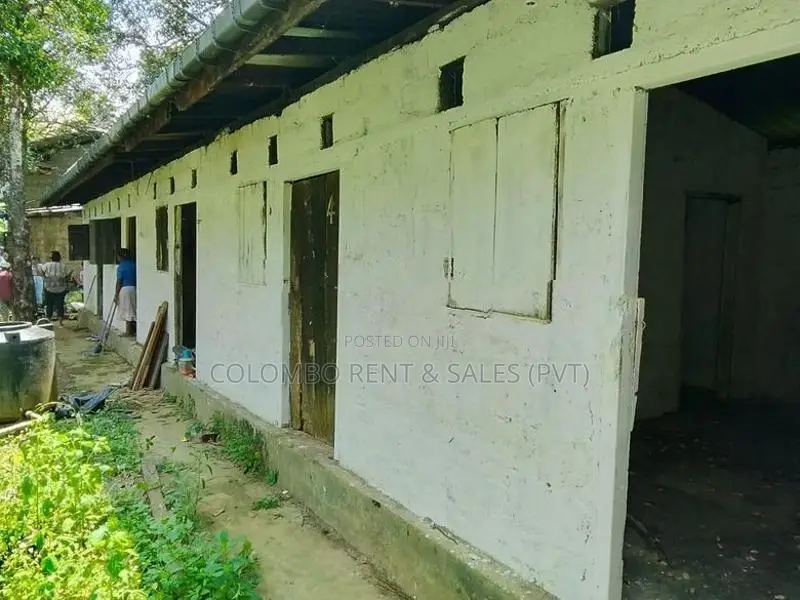13-Acre Well-Maintained Tea Estate for Sale – Deraniyagala