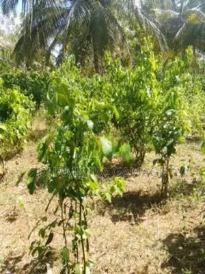 කුරුදු හා ගම්වමිරිස් වගාව සමග ඉඩම විකිනිමට රත්නපුර