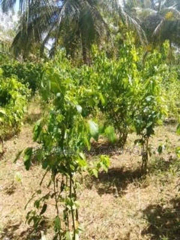 කුරුදු හා ගම්වමිරිස් වගාව සමග ඉඩම විකිනිමට රත්නපුර